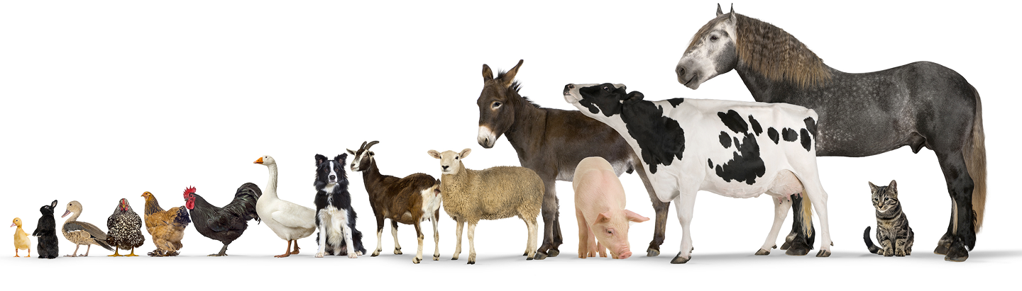 Diversité des animaux pris en charge