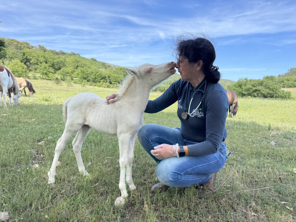 SELARL cheval d&rsquo;azur Veterinaires